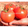 AT251 Aini big size fruit determinate chinese tomato seeds